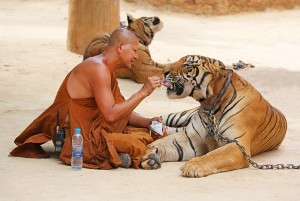 En buddhist munk och en tiger