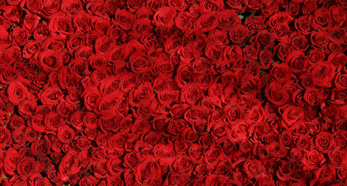 Rosor, Pixabay/Carl Russel.