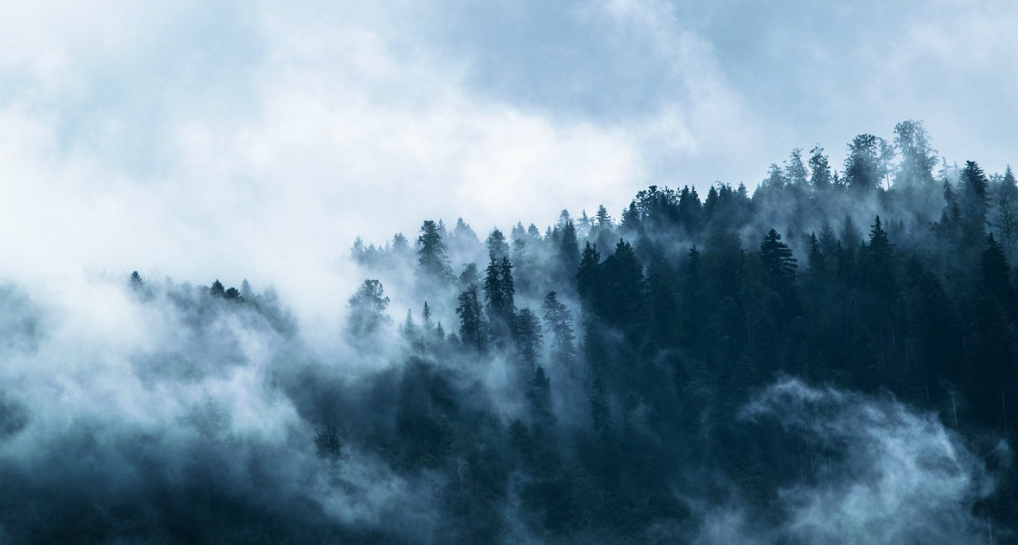 Skog i dimma. Pixabay.