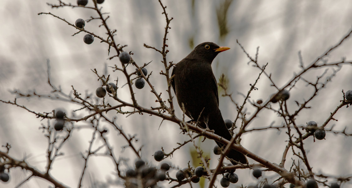 Koltrast. Foto:Pixabay