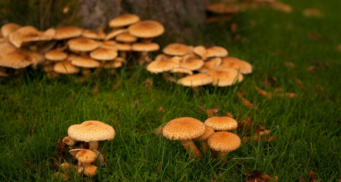 Foto: Bokfink1 (pixabay)